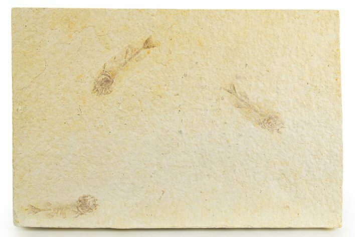 Three Juvenile Phareodus Fish Fossils - Wyoming #320195
